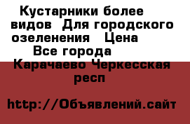 Кустарники более 100 видов. Для городского озеленения › Цена ­ 70 - Все города  »    . Карачаево-Черкесская респ.